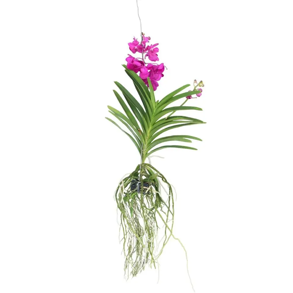 Cerice Orchidee - Vanda 'Tayanee Cerise' - Hoogte 55-65cm