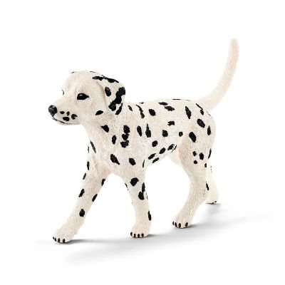 Dalmatian, Male