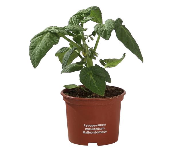 Balkontomate