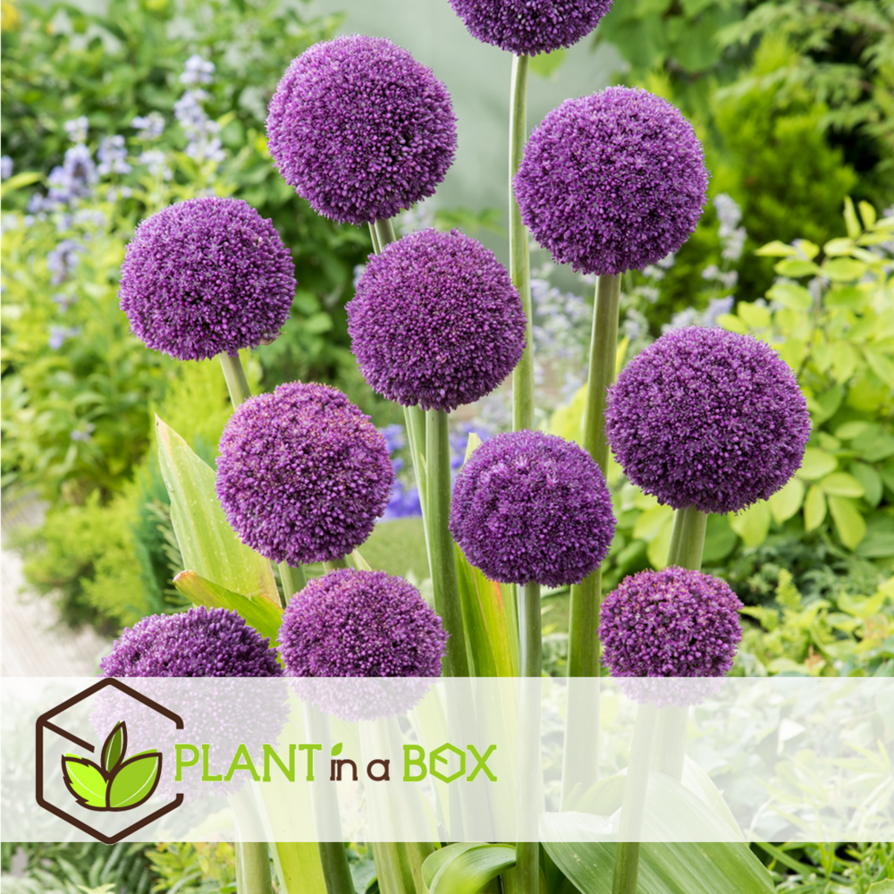 Allium ambassador - bulbes à fleurs x3 - violet / sphériques