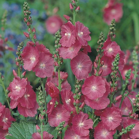 Mauve de la Prairie : godet vert