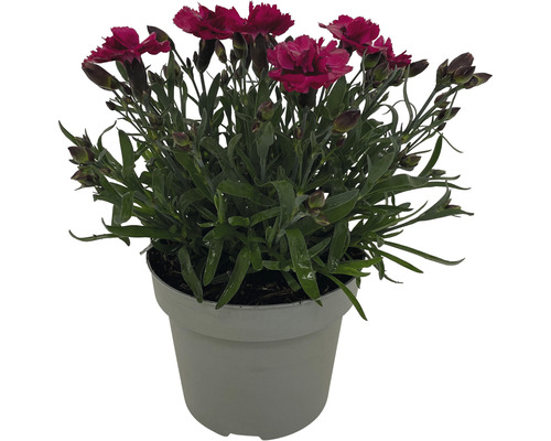 Vaste planten voor het voorjaar FloraSelf, diverse soorten, pot Ø 12 cm