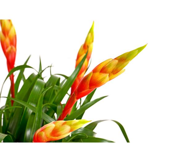 Vriesea - Bromelia cultivars 'Shannon'