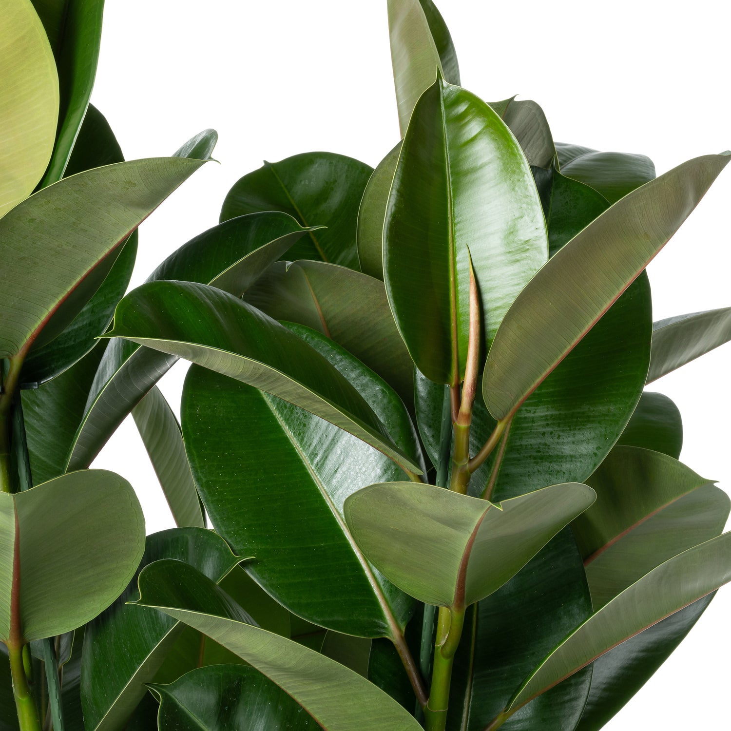 Rubberboom (Ficus elastica 'Robusta') D 30 H 130 cm