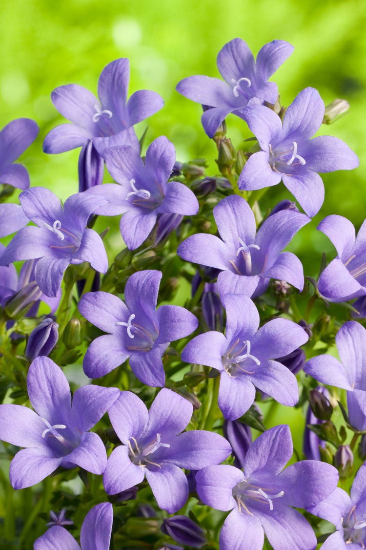 Campanula (Campanula portenschlagiana) D 9 H 10 cm
