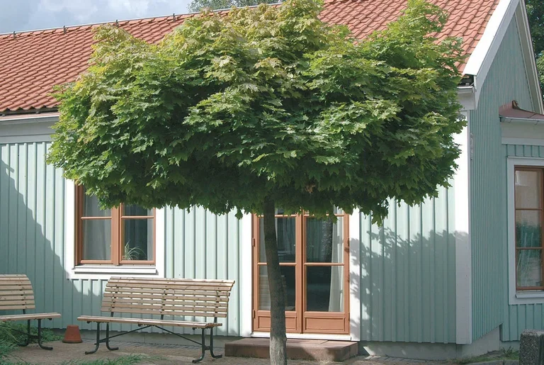 Acer platanoides 'Globosum' Kulelønn 'Globosum' på stamme Høyde 140-160 cm