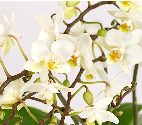 Schmetterlingsorchidee - Phalaenopsis