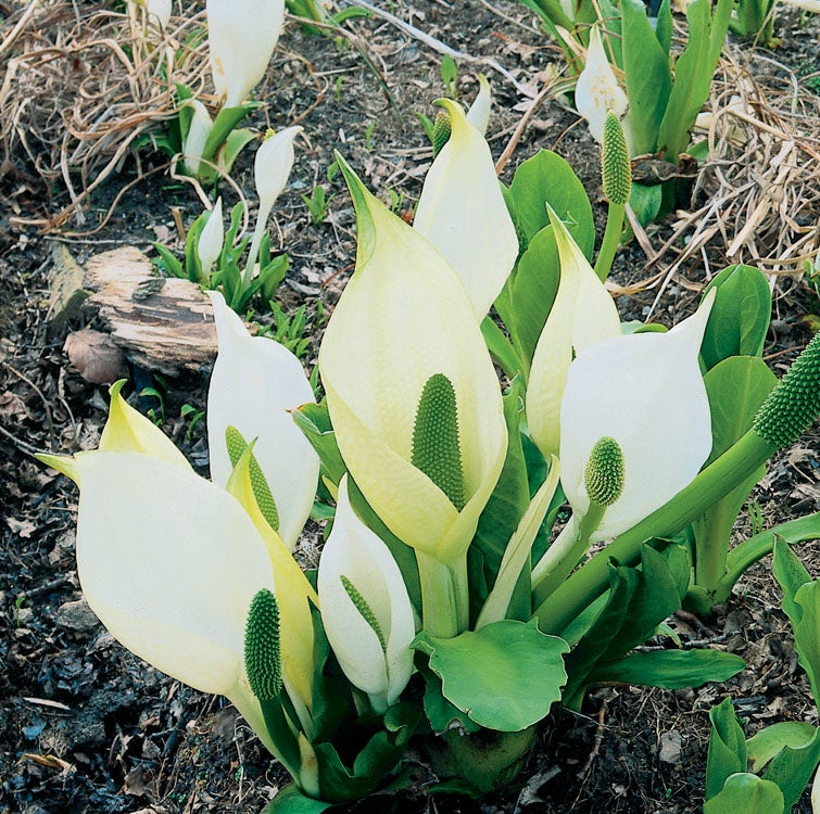 Witte Moerasaronskelk (Lysichiton camtschatcensis) D 9 H 20 cm