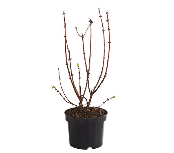 Honigbeere 'Polina'