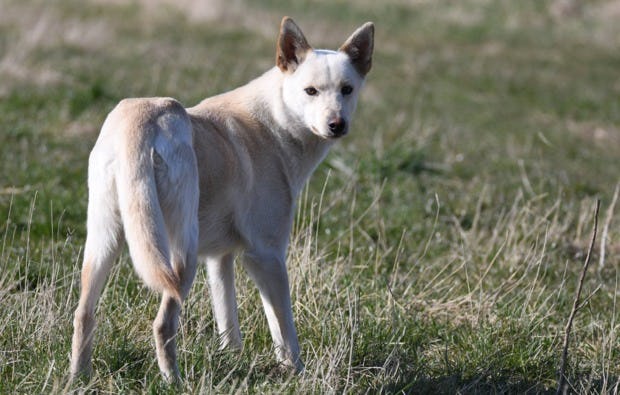 Husky Schlittenfahrt Neu Benthen