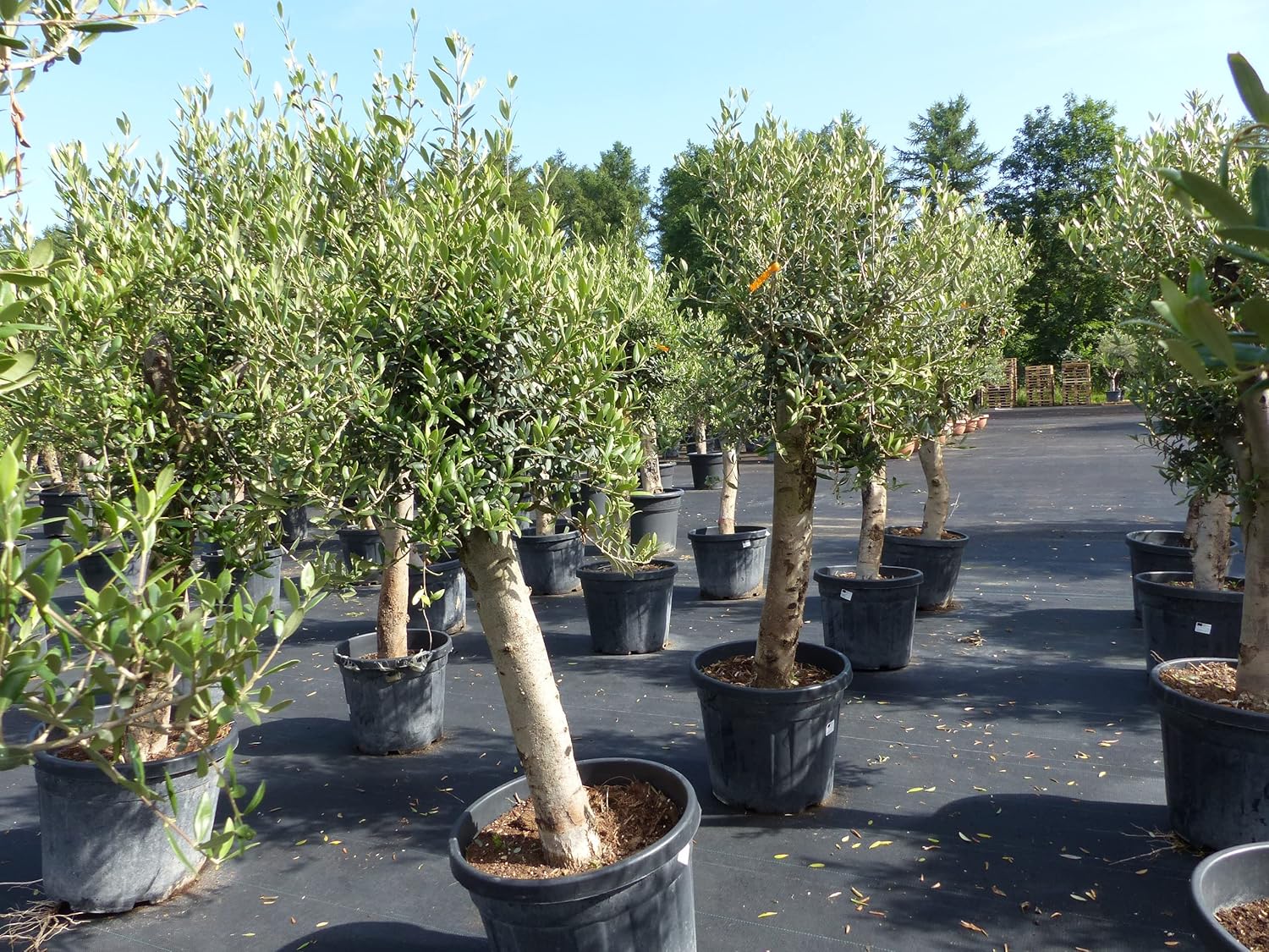 Olivenbaum Olive 'Angebot' 150-180 cm, beste Qualität, winterhart, Olea Europaea, dicke Stämme 20-35 cm Umfang