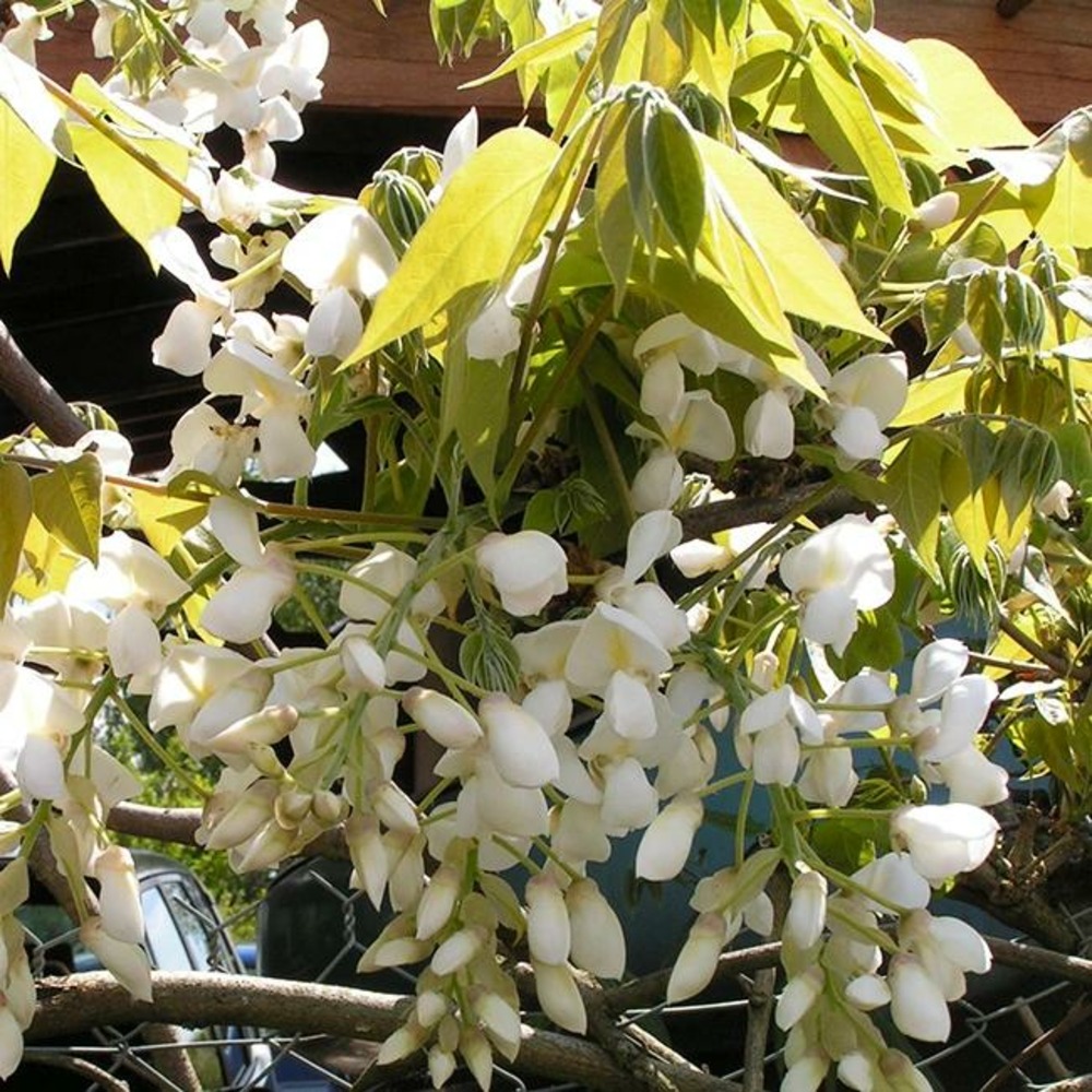 Glycine venusta - wisteria venusta 3l
