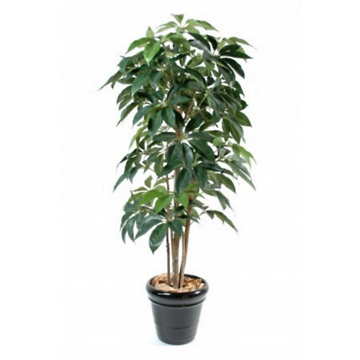 Schefflera amata h.180 cm