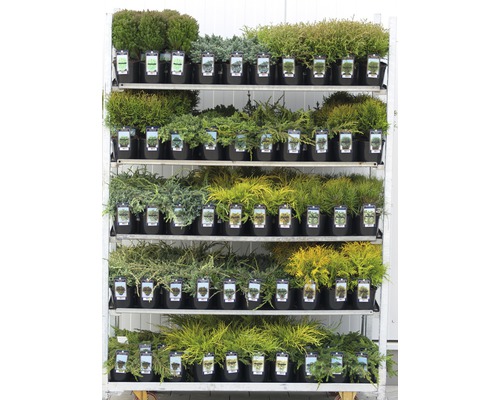 Gemengde coniferen FloraSelf T13 cm L willekeurige selectie van variëteiten