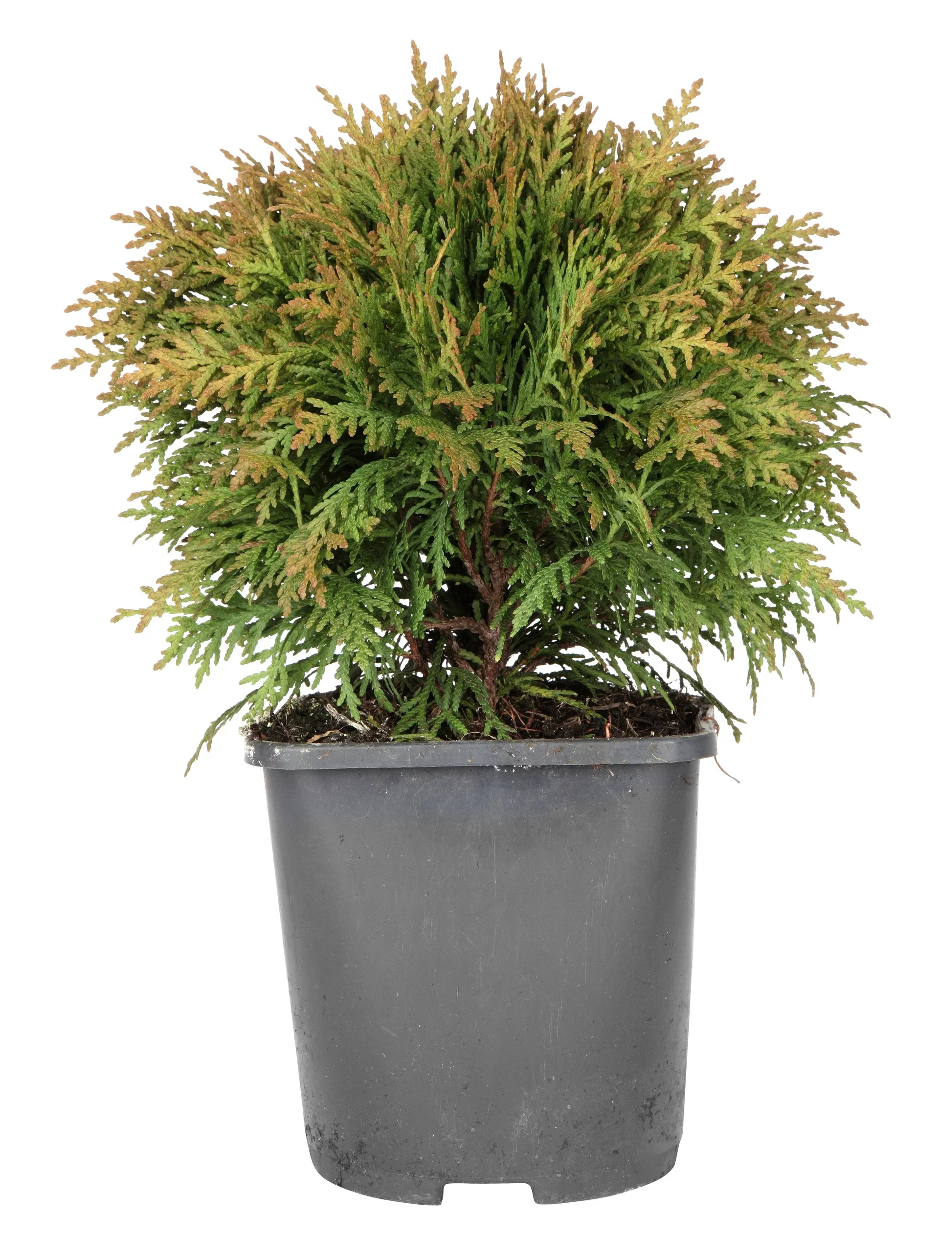 Thuja occidentalis 'Danica' Tuja 'Danica' Høyde 15-20 cm
