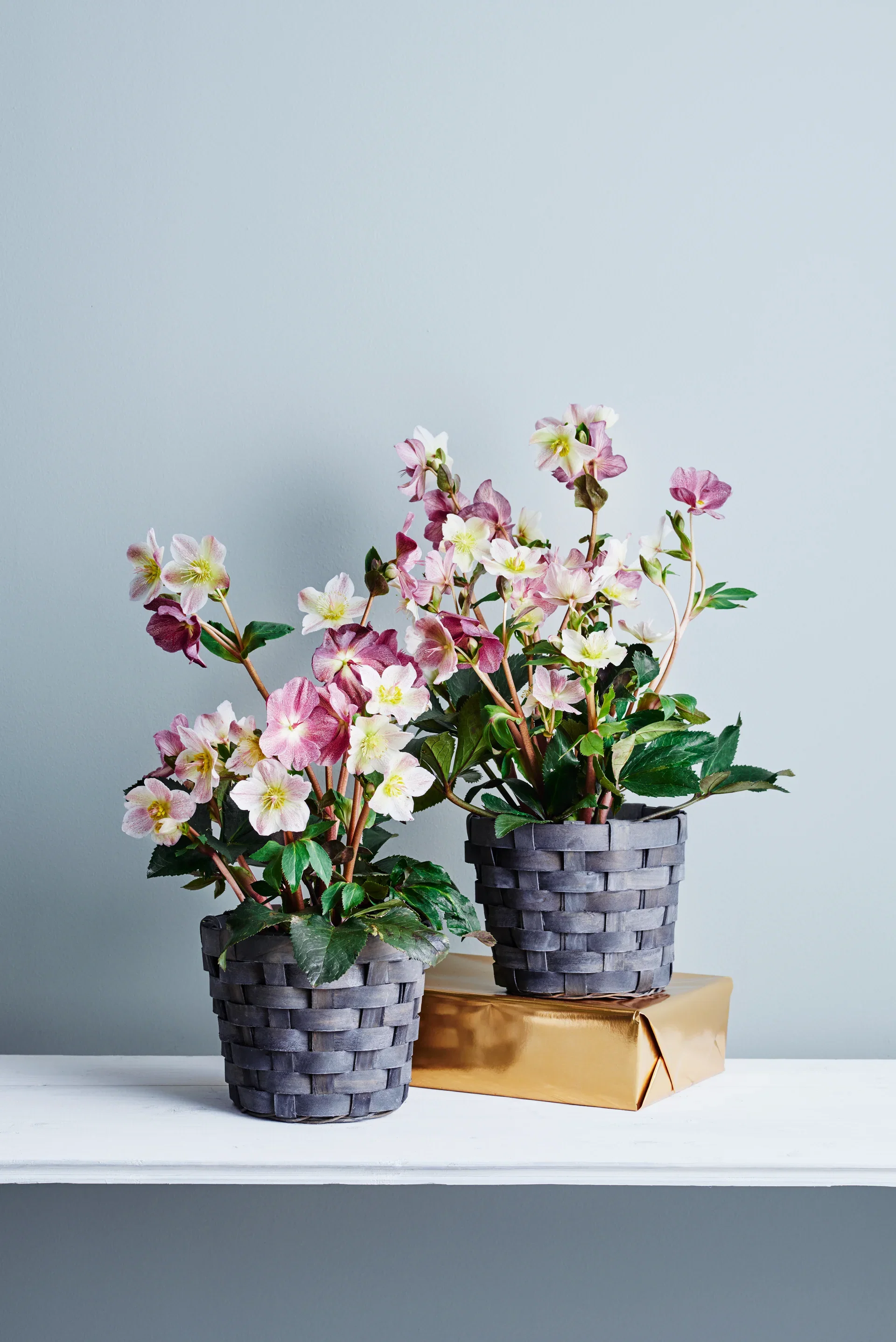 Helleborus Frostkiss Series Orientjulerose 'Frostkiss' Ø15 cm