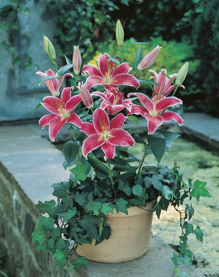 Lilium (Orient-Group) 'Star Gazer' Lilje 'Star Gazer'