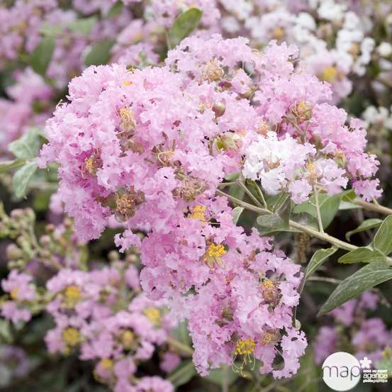 Lilas des Indes pot 15L, variétés variables