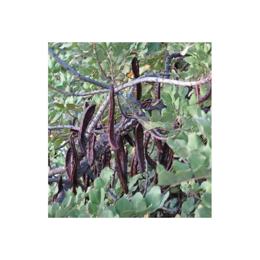 Ceratonia siliqua (caroubier) adulte substitut au chocolat vert - taille pot 350l- 200/250cm - peri 50/60