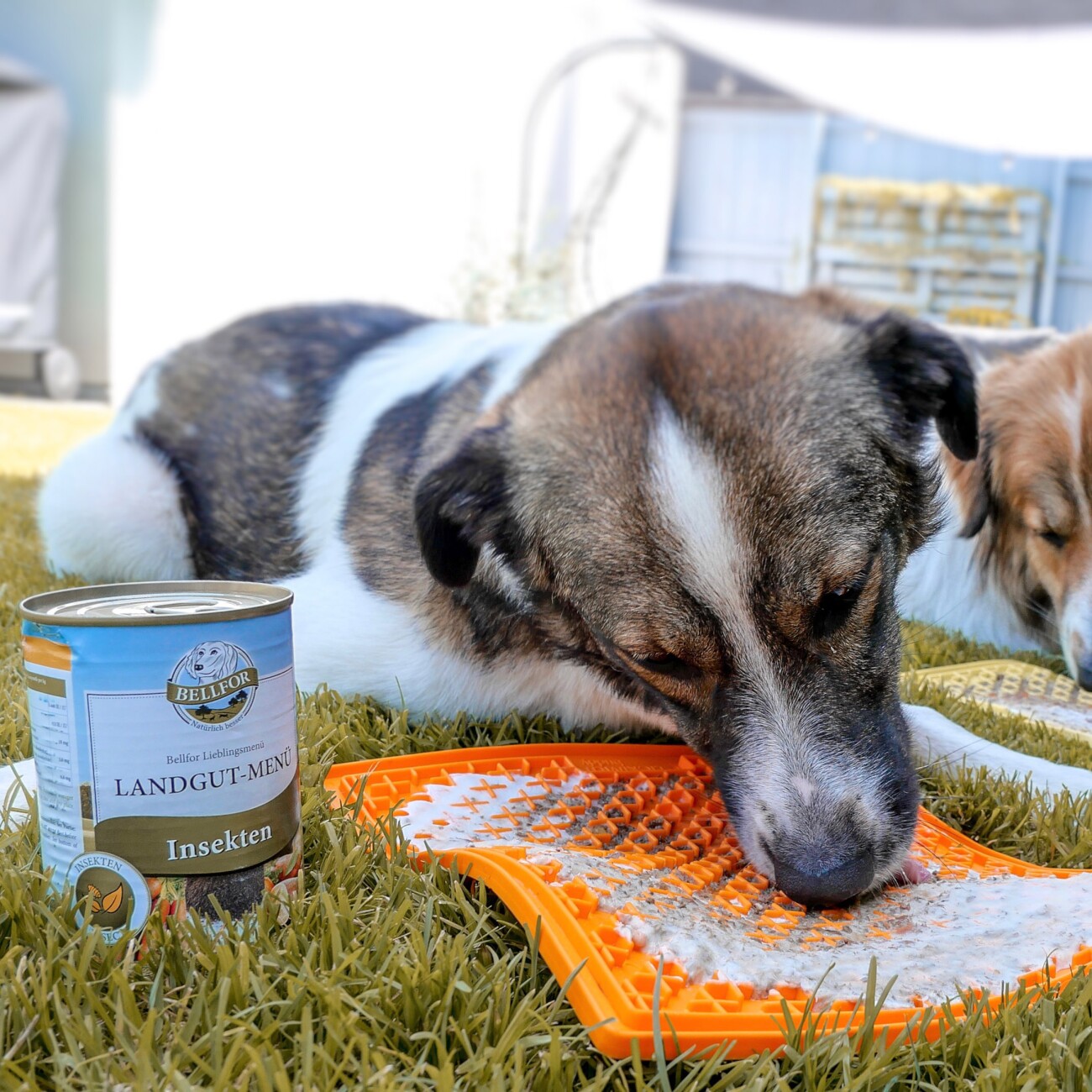 Bellfor Hundefutter Nass mit Insekten Landgut-Menü - 400g