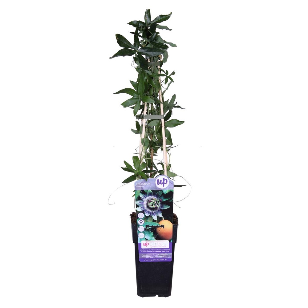 Passiflora caerulea – passiflore – plante grimpante – rustique – ⌀15 cm - ↕ 60-70 cm