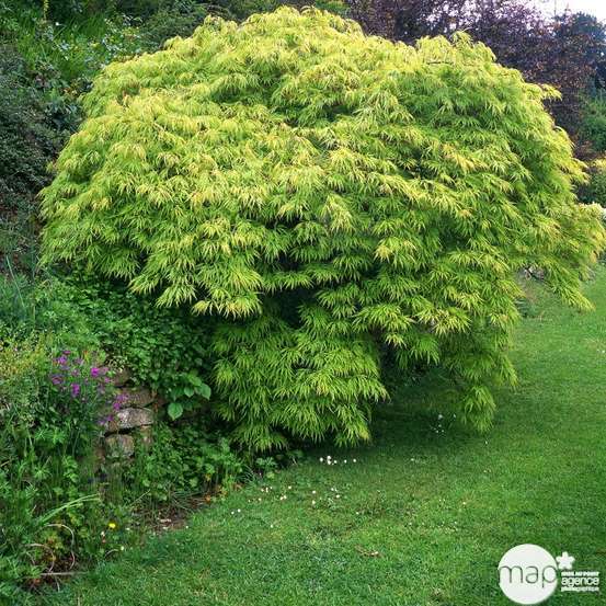 Acer palmatum dissectum : arbuste 1/2 tige