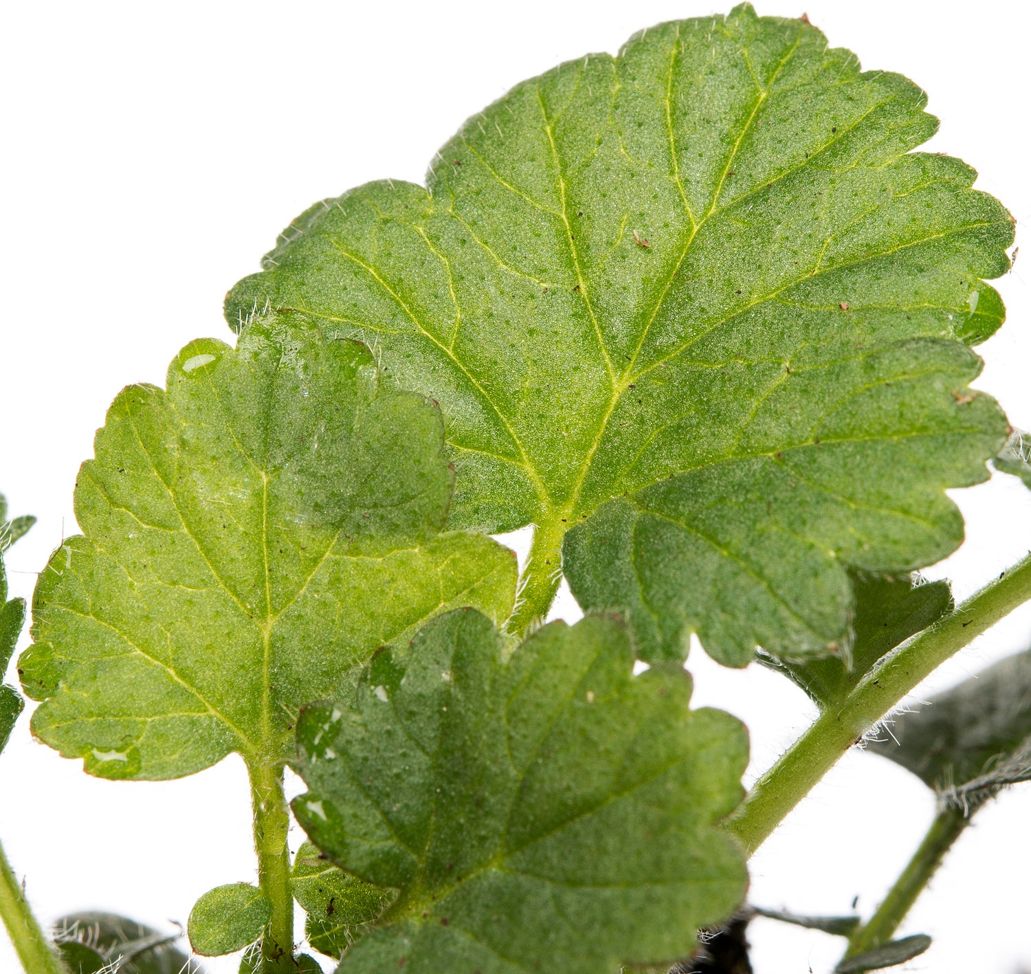 Nagelkruid (Geum chiloense 'Lady Stratheden') D 9 H 10 cm
