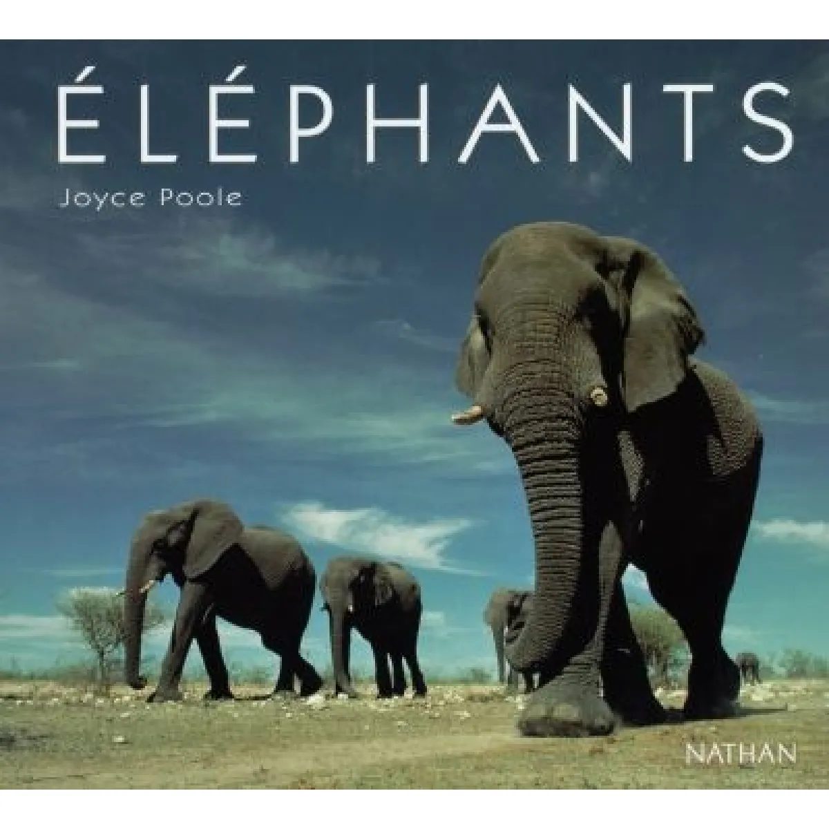 Eléphants · Occasion