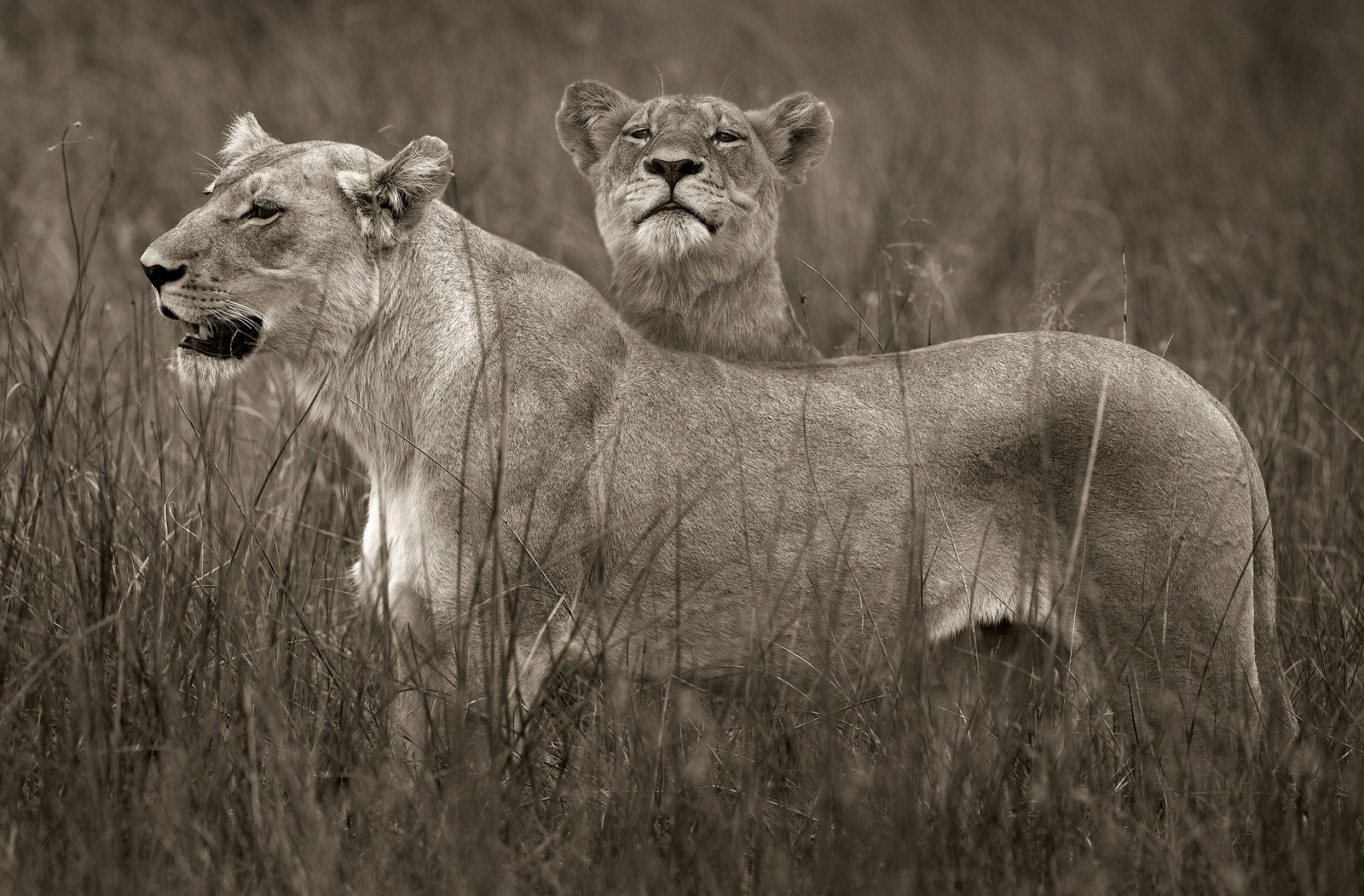 Lion sisters by Horst Klemm - Limited Edition. Edition of: 150. Signed.