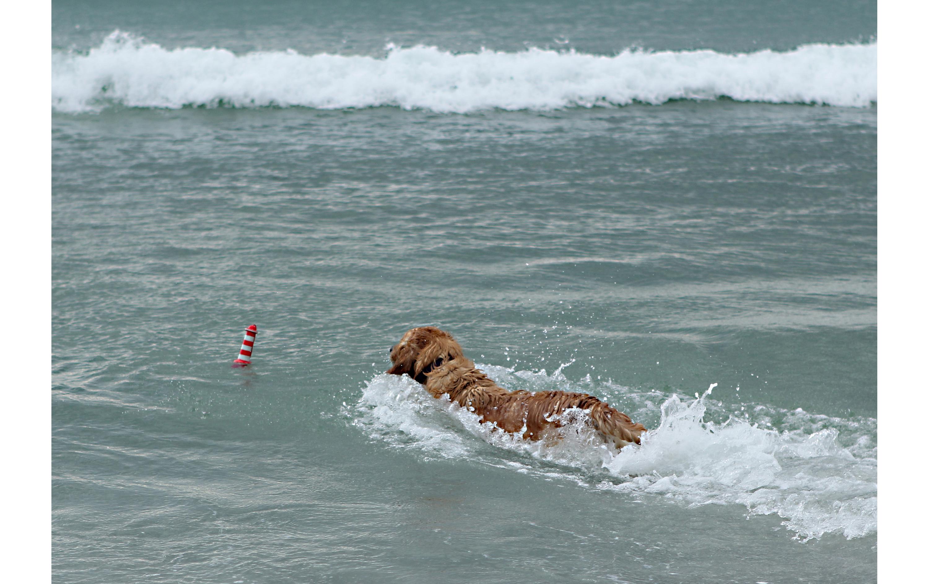 Schwimmspielzeug Lighthouse Rot-WeissSchwimmfähiges Apportierspielzeug für Hunde