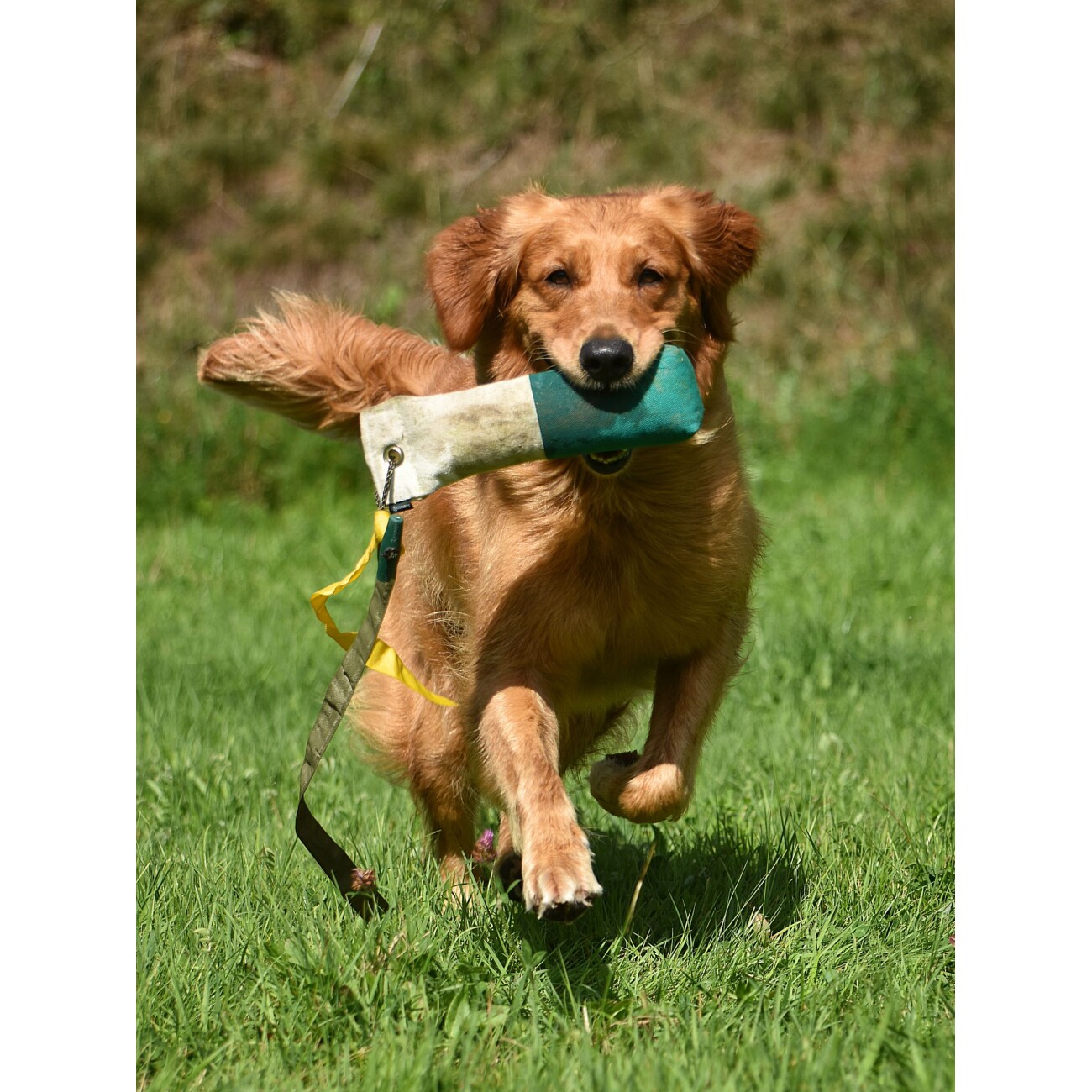 ROMNEYS Dummy Longtail Marker 500g
