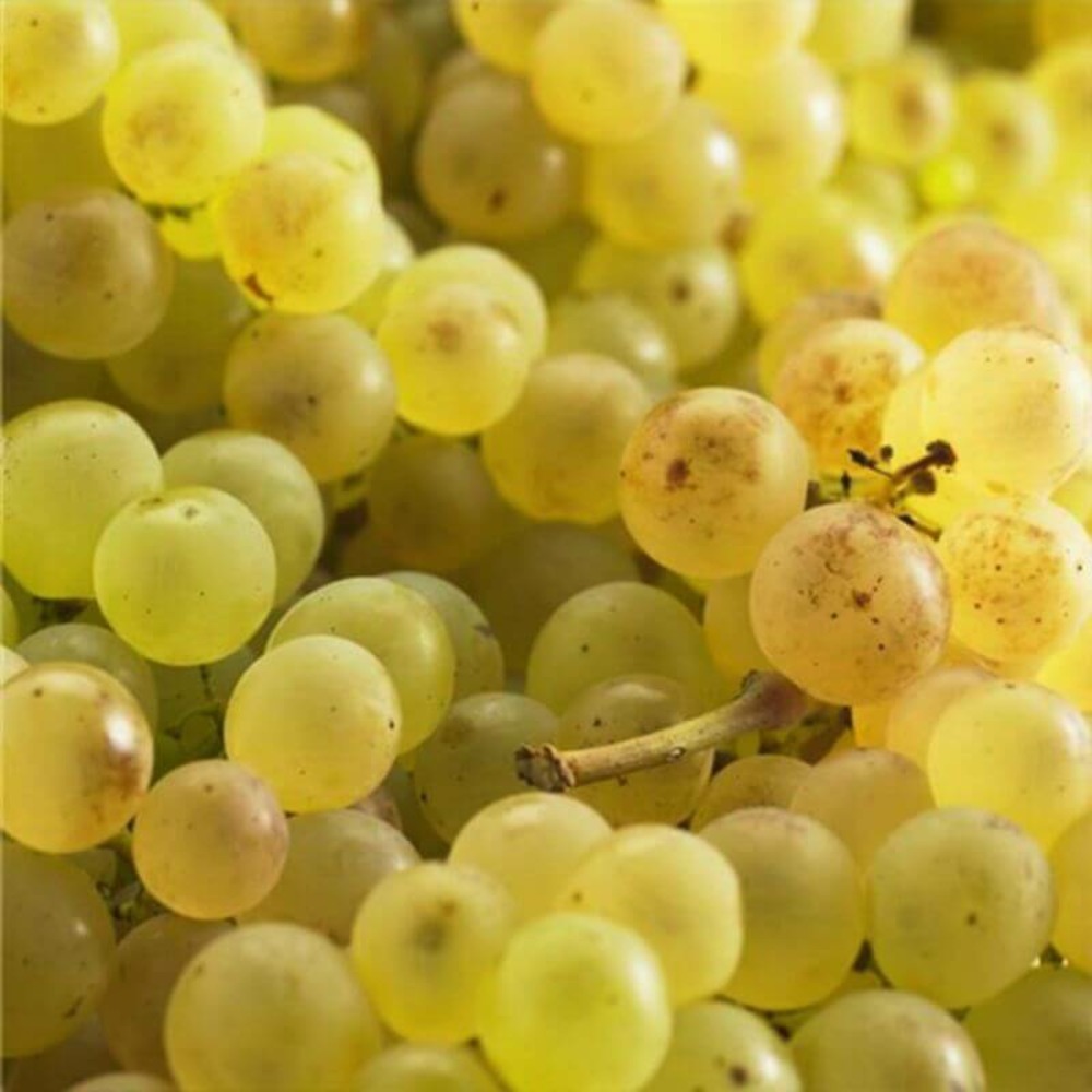 Collection 3 vignes - conteneur 3l - taille 30/60cm