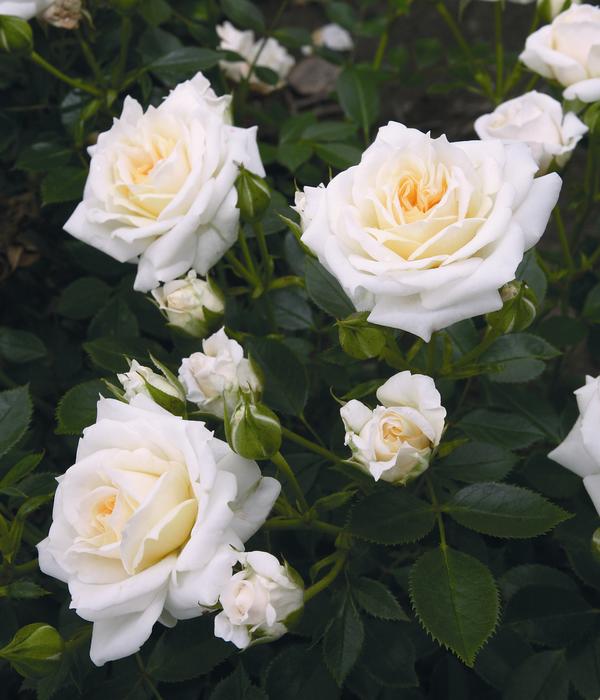 Zwergrose 'Honeymilk®'