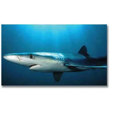 Bullyland 67411 Blauhai