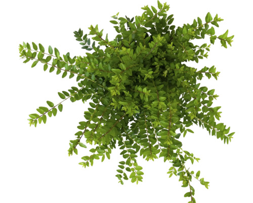 Kamperfoelie FloraSelf Lonicera nitida 'Maigrün' 20/30 scheuten Ø 13 cm pot