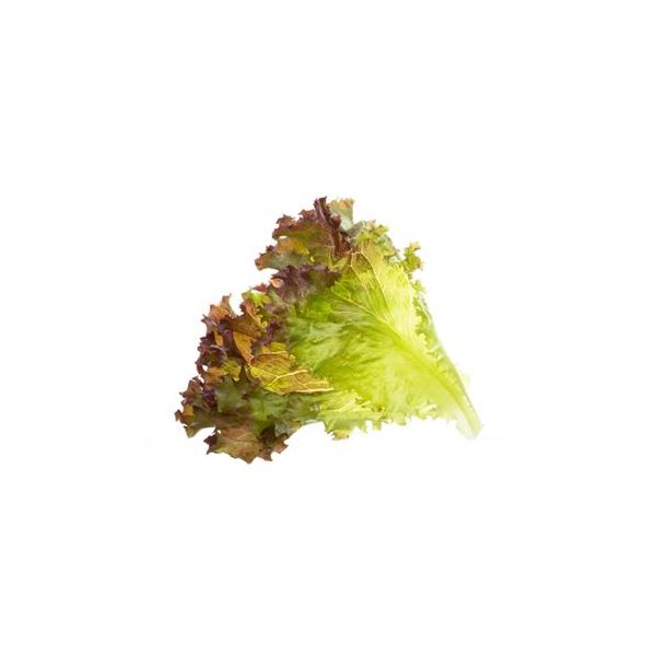 Tregren Sementes Alface Frisada