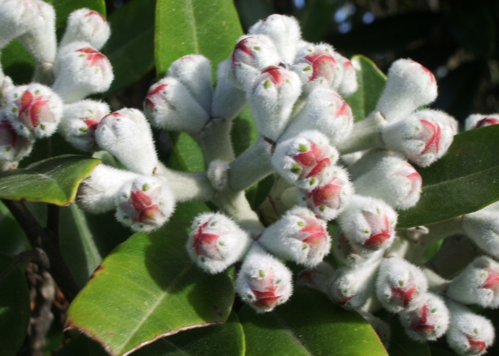 Jardin dans le sac - l'arbre de noël de nouvelle-zélande - 300 graines - metrosideros excelsa