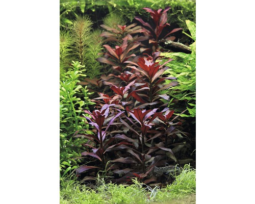 Rode Ster Ludwigie - Ludwigia glandulosa perennis