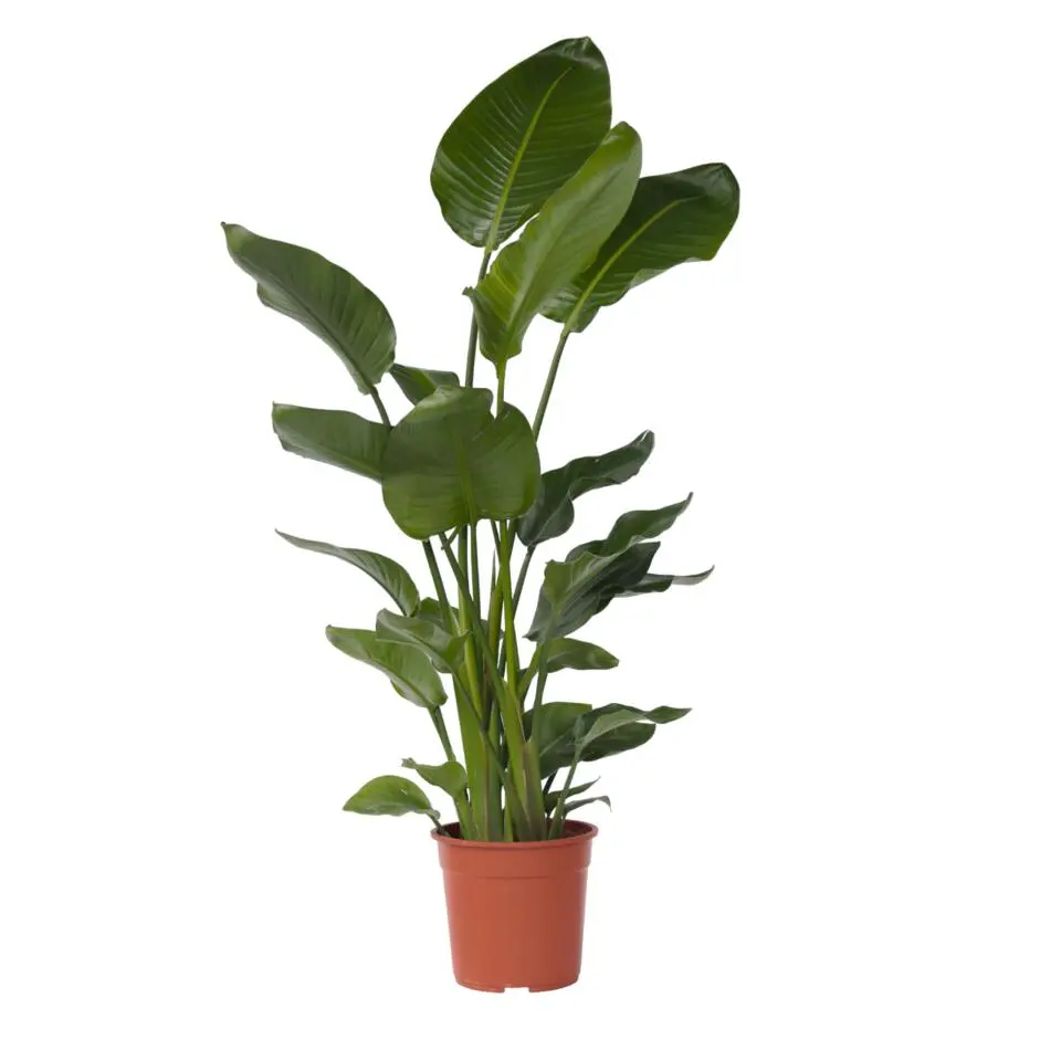 Paradijsvogelplant - Strelitzia nicolai - Hoogte 150-170cm - ⌀28cm