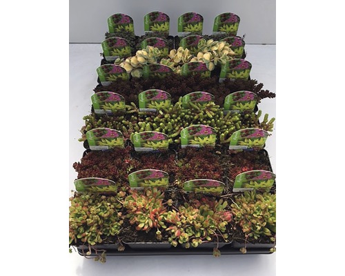 Vaste planten voor de rotstuin, diverse soorten, pot Ø 7 cm, willekeurige selectie van soorten
