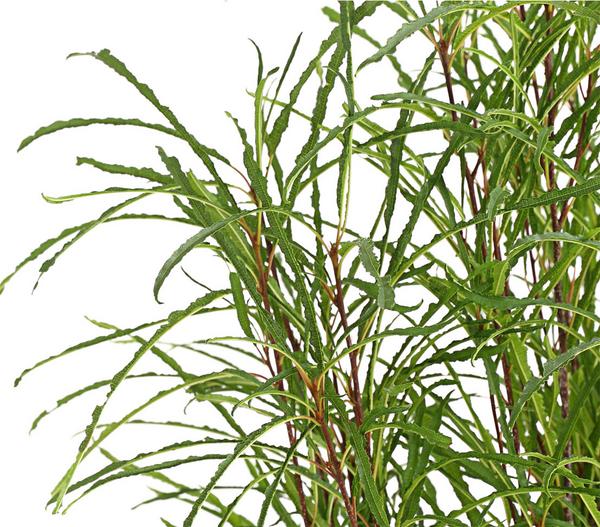 Säulen-Faulbaum - Farnblättriges Pulverholz