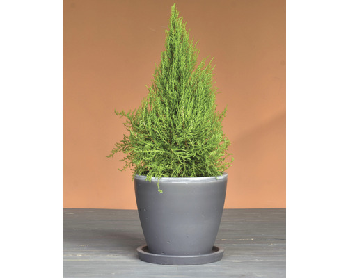 Lafiora gladde plantenpot Ø 32 cm H 28 cm antraciet/grijs