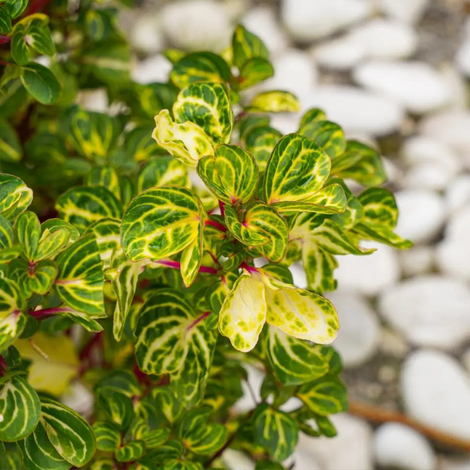 Biefstukplant - Iresine herbstii - Hoogte 20-30cm - ⌀13cm