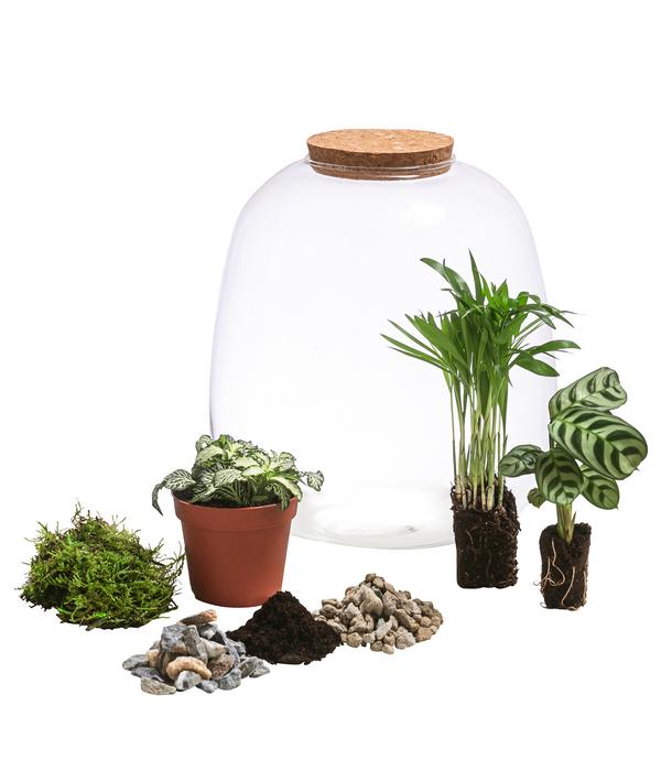 Flaschengarten DIY-Set Mini-Urwald, 8-teilig