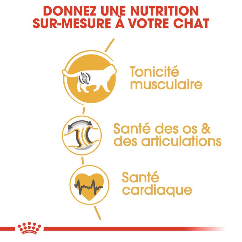Royal Canin British Shorthair Adult à prix discount sur bitiba.fr