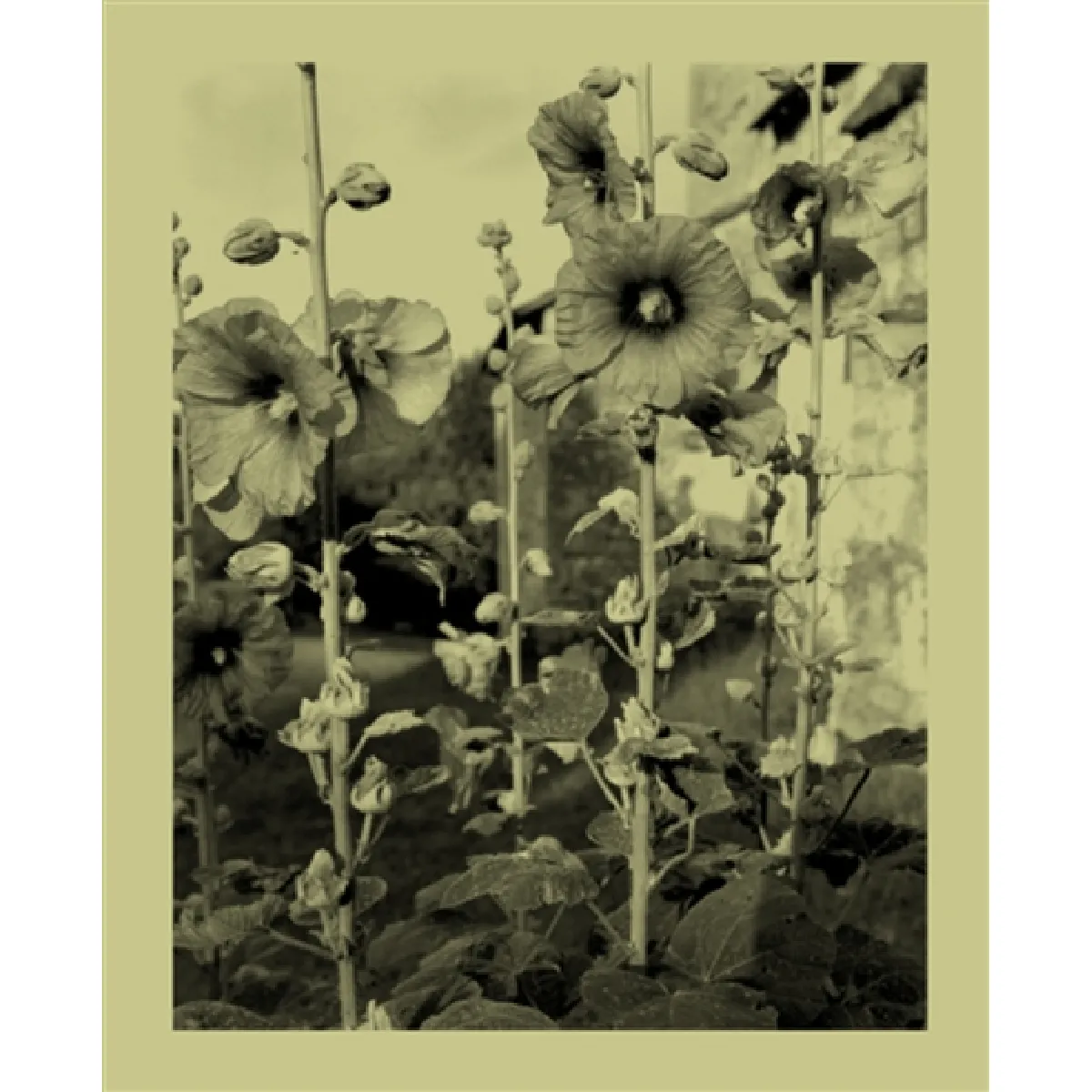 Nicholas Nixon : une infime distance · Occasion