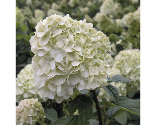 Pluimhortensia FloraSelf Hydrangea paniculata 'Limelight' H 50-60 cm Co 5 L