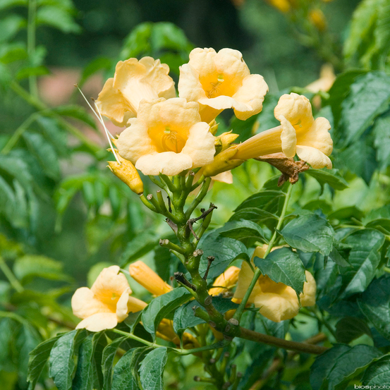 Campsis 'Yellow Trumpet'- Tipi- Pot 6L