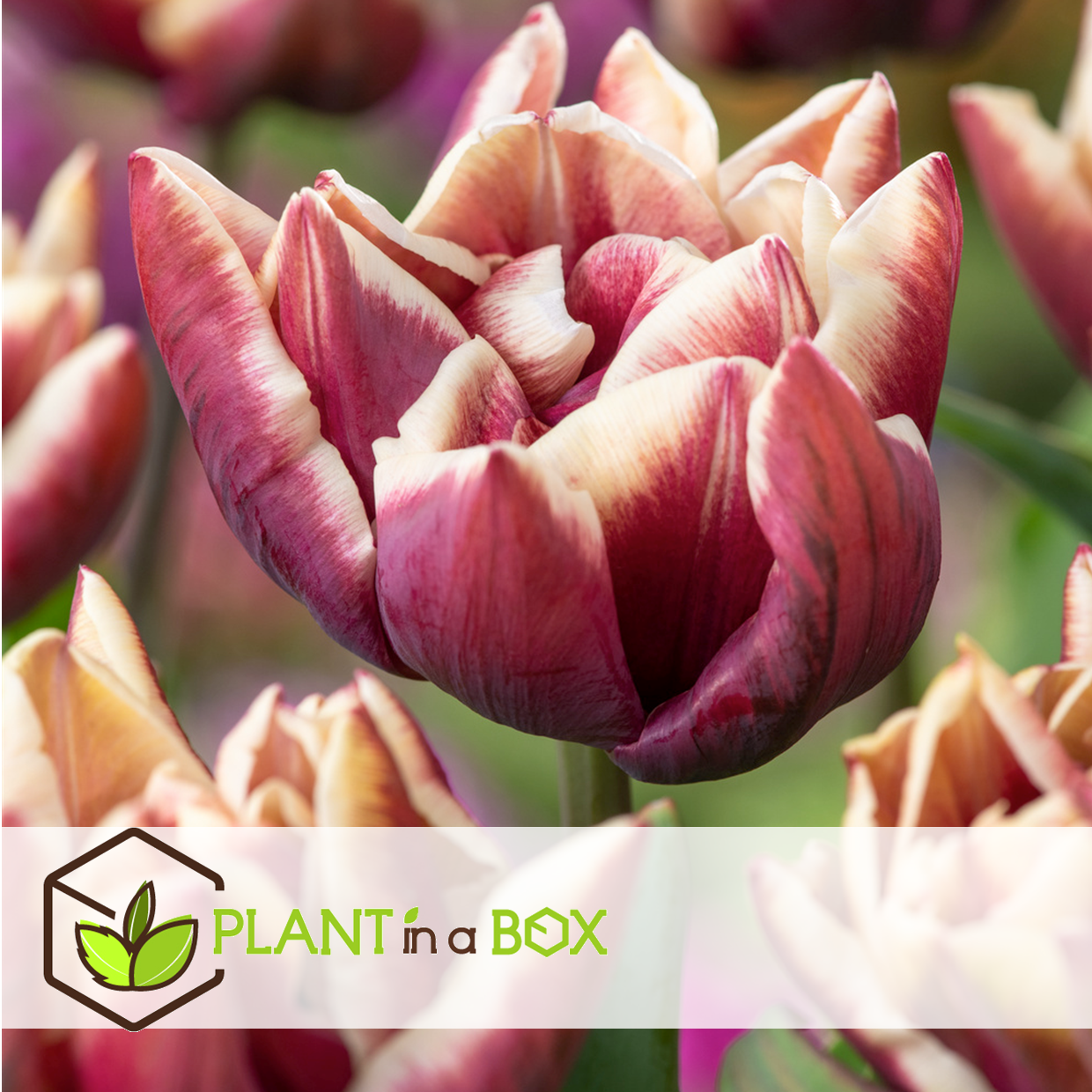 Tulipa wyndham - bulbes à fleurs x21 - tulipe - pourpre