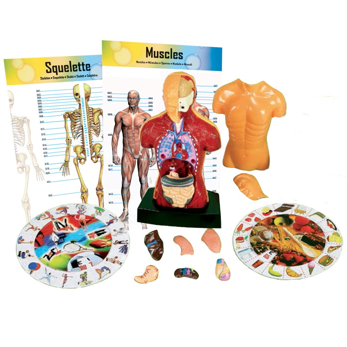 Coffret corps humain